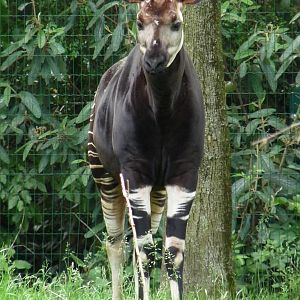 New Okapi Bull