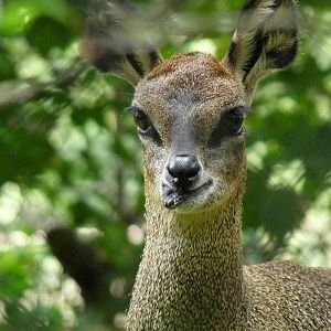 Klipspringer
