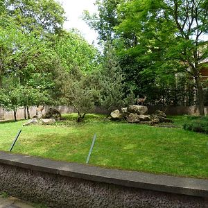Klipspringer exhibit