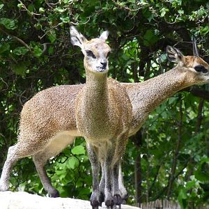 Pair of Klipspringers