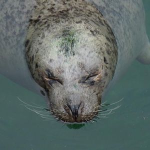 Sleeping Seal