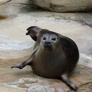 Seal on land