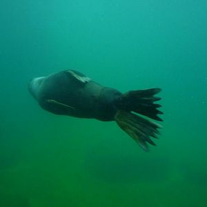 Diving Seal
