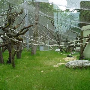 Bonobo Outdoor exhibit
