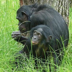 Bononob mother and young