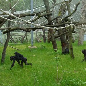 Bonobos outdoors