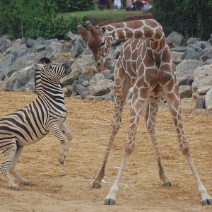 Giraffe and Eager Zebra