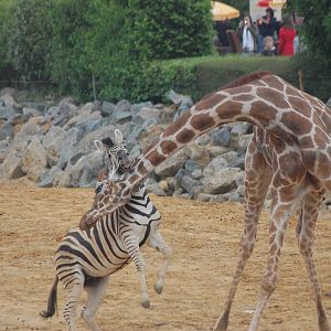 Giraffe and Eager Zebra