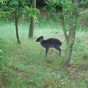 Blue Duiker