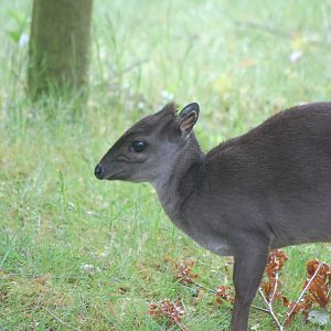Blue Duiker