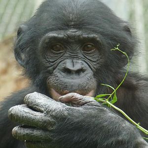 Young Bonobo