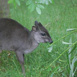 Blue Duiker Eating