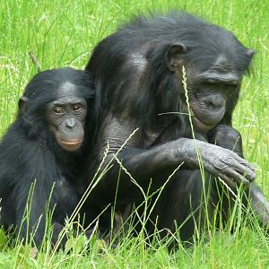 Bonobos