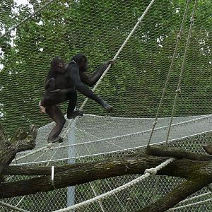 Climbing Bonobo