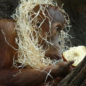 Young Orang