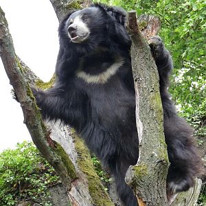 Climbing Sloth Bear