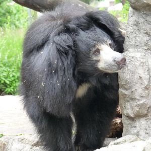 Sloth Bear