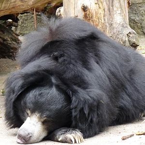 Dreaming of his new home ?