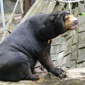 The last Sunbear