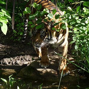 Sumatran tiger