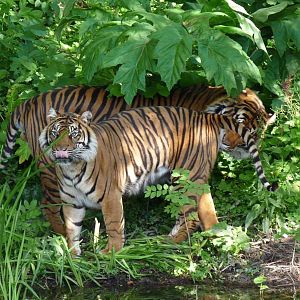Sumatran tigers