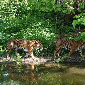 Sumatran tigers