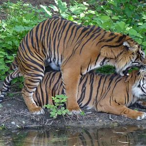 Sumatran Tigers having fun
