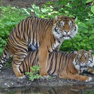 Sumatran Tigers
