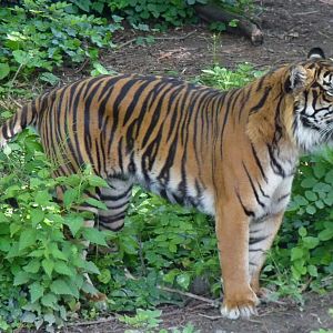 Sumatran tiger male