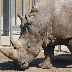 Rhino Close Up