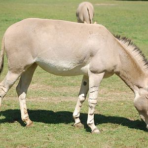 Somali Wild Ass
