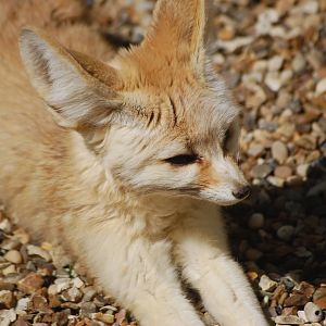 Fennec Fox