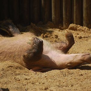 Sunbathing Aardvark