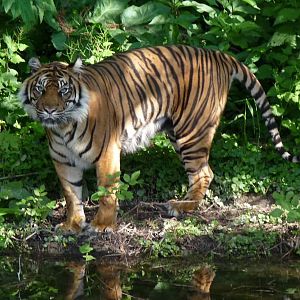Sumatran Tiger