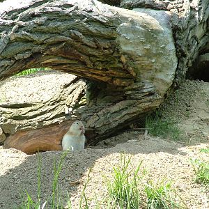 Richardson's Ground Squirrel at Plzen, 25/05/10