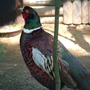 Kyrgyz Pheasant at Plzen, 25/05/10