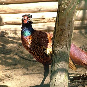 Persian Pheasant at Plzen, 25/05/10