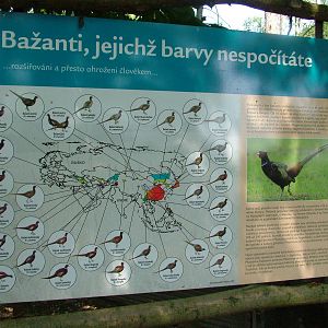 Pheasant signage at Plzen, 25/05/10