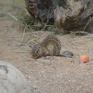 Thirteen-lined Ground Squirrel at Plzen, 25/05/10