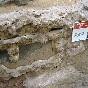 Kangaroo Rat exhibit at Plzen, 25/05/10