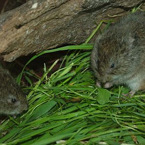 Reed Voles at Plzen, 25/05/10