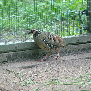 Brown-breasted Hill Partridge at Plzen, 25/05/10