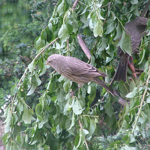 Severtzov's Rosefinch at Plzen, 25/05/10