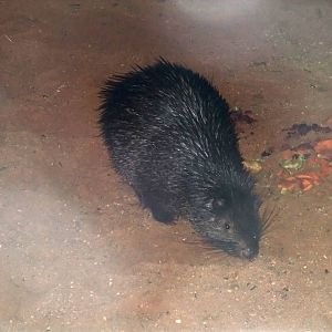 Palawan Porcupine at Plzen, 25/05/10