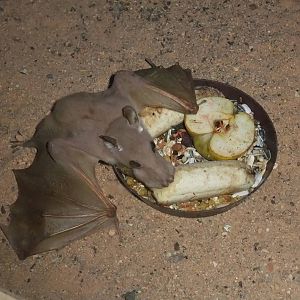 Wahlberg's Epauletted Bat at Plzen, 25/05/10