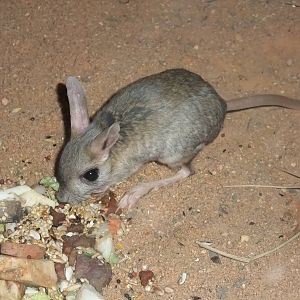 Small Five-toed Jerboa at Plzen, 25/05/10