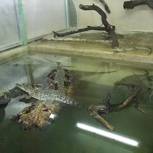 Young Cuban Crocodiles at Protivin Crocodile Zoo, 26/05/10