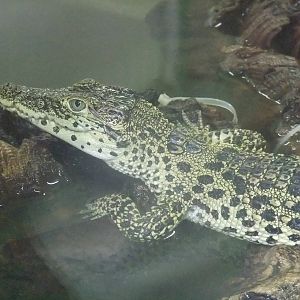 Young Cuban Crocodile at Protivin Crocodile Zoo, 26/05/10