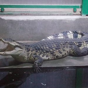 Philippine Crocodile at Protivin Crocodile Zoo, 26/05/10