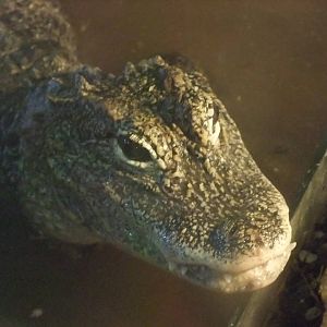 Chinese Alligator at Protivin Crocodile Zoo, 26/05/10